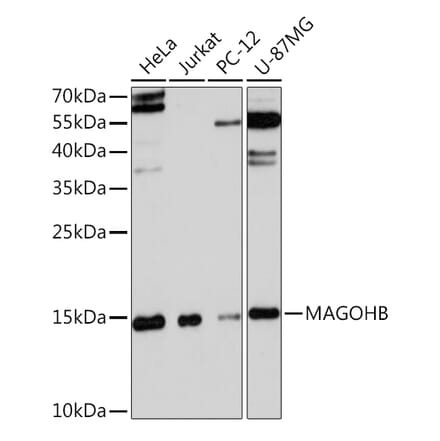 Western Blot - Anti-Mago nashi homolog 2 Antibody (A91946) - Antibodies.com