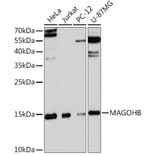 Western Blot - Anti-Mago nashi homolog 2 Antibody (A91946) - Antibodies.com