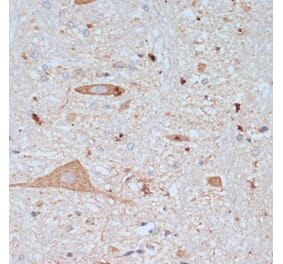 Immunohistochemistry - Anti-VAChT Antibody (A91949) - Antibodies.com