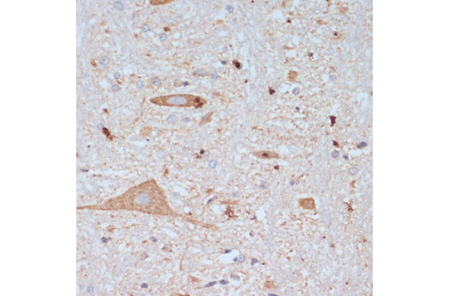 Immunohistochemistry - Anti-VAChT Antibody (A91949) - Antibodies.com
