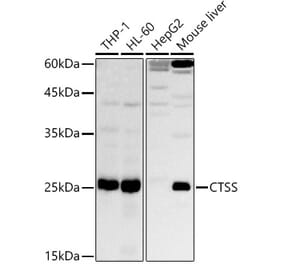 Western Blot - Anti-Cathepsin S Antibody (A91954) - Antibodies.com