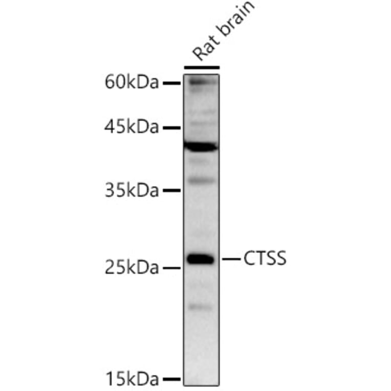 Western Blot - Anti-Cathepsin S Antibody (A91954) - Antibodies.com