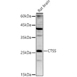 Western Blot - Anti-Cathepsin S Antibody (A91954) - Antibodies.com