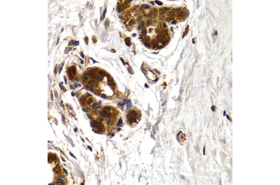 Immunohistochemistry - Anti-Cathepsin S Antibody (A91954) - Antibodies.com