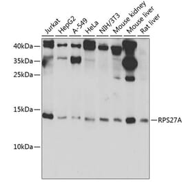 Western Blot - Anti-Ubiquitin Antibody (A91956) - Antibodies.com