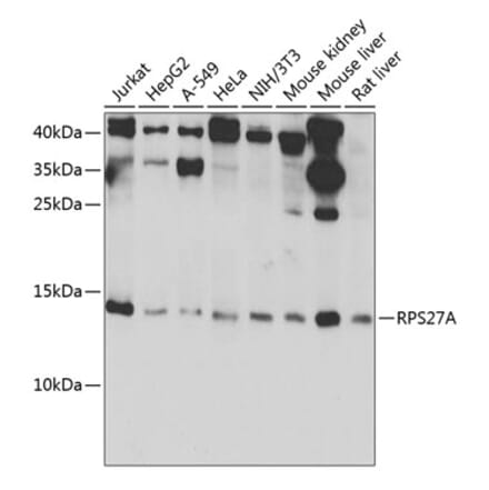 Western Blot - Anti-Ubiquitin Antibody (A91956) - Antibodies.com