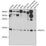 Western Blot - Anti-Ubiquitin Antibody (A91956) - Antibodies.com