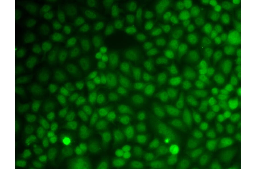 Immunofluorescence - Anti-GADD45A Antibody (A91962) - Antibodies.com