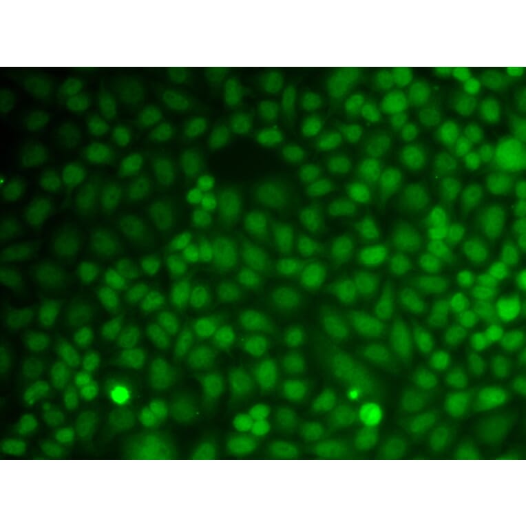 Immunofluorescence - Anti-GADD45A Antibody (A91962) - Antibodies.com