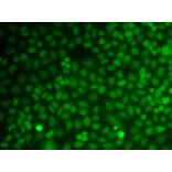 Immunofluorescence - Anti-GADD45A Antibody (A91962) - Antibodies.com