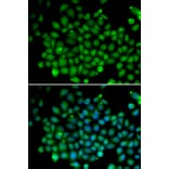 Immunofluorescence - Anti-FAT10 Antibody (A91963) - Antibodies.com