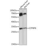 Western Blot - Anti-GTPBP8 Antibody (A91965) - Antibodies.com