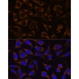 Immunofluorescence - Anti-GTPBP8 Antibody (A91965) - Antibodies.com