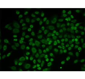Immunofluorescence - Anti-ARIP4 Antibody (A91969) - Antibodies.com