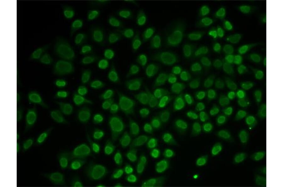 Immunofluorescence - Anti-ARIP4 Antibody (A91969) - Antibodies.com
