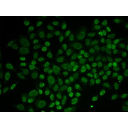 Immunofluorescence - Anti-ARIP4 Antibody (A91969) - Antibodies.com