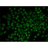 Immunofluorescence - Anti-ARIP4 Antibody (A91969) - Antibodies.com