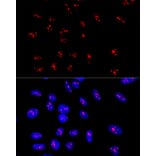 Immunofluorescence - Anti-DDX21 Antibody (A91973) - Antibodies.com