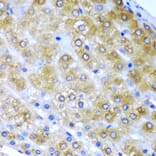 Immunohistochemistry - Anti-BMF Antibody (A12907) - Antibodies.com