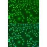 Immunofluorescence - Anti-ARL6 Antibody (A91980) - Antibodies.com