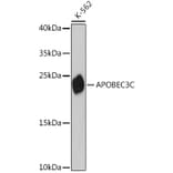 Western Blot - Anti-APOBEC3C/PBI Antibody (A91983) - Antibodies.com