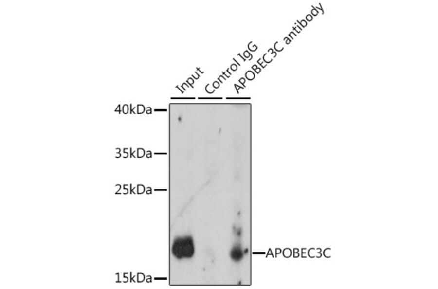 Western Blot - Anti-APOBEC3C/PBI Antibody (A91983) - Antibodies.com