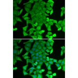 Immunofluorescence - Anti-RFFL Antibody (A13604) - Antibodies.com