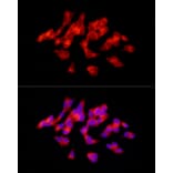 Immunofluorescence - Anti-Tyrosine Hydroxylase Antibody (A91986) - Antibodies.com
