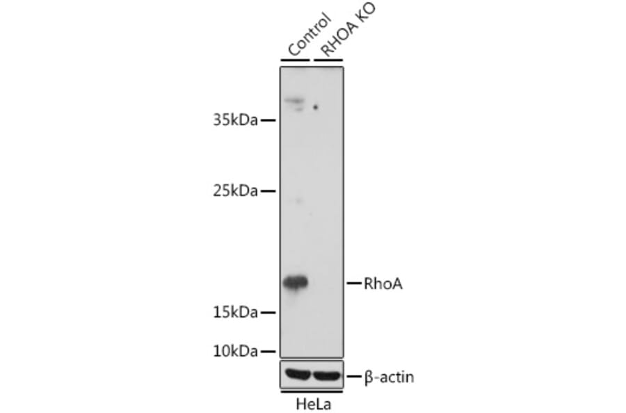 Western Blot - Anti-RhoA Antibody (A91988) - Antibodies.com