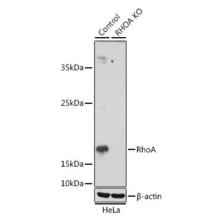 Western Blot - Anti-RhoA Antibody (A91988) - Antibodies.com