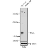 Western Blot - Anti-RhoA Antibody (A91988) - Antibodies.com