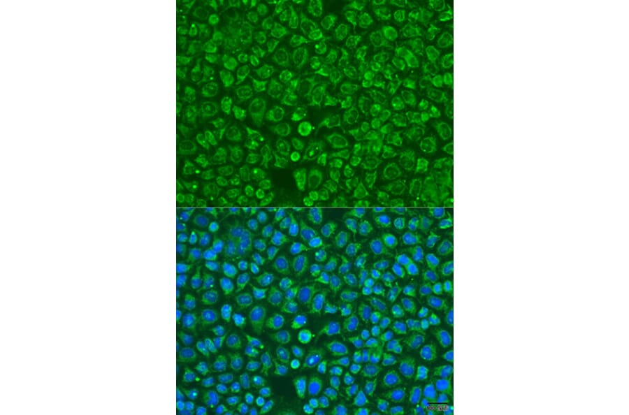 Immunofluorescence - Anti-ARSF Antibody (A15031) - Antibodies.com