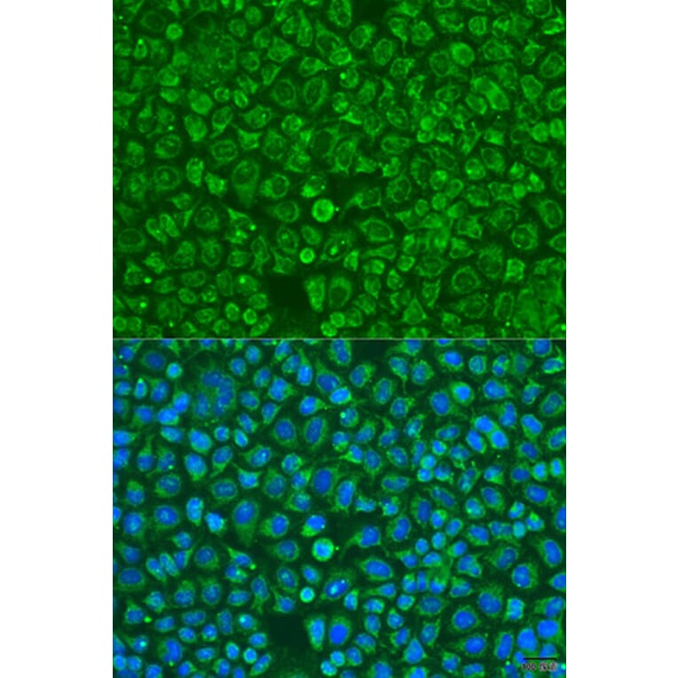 Immunofluorescence - Anti-ARSF Antibody (A15031) - Antibodies.com