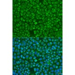 Immunofluorescence - Anti-ARSF Antibody (A15031) - Antibodies.com
