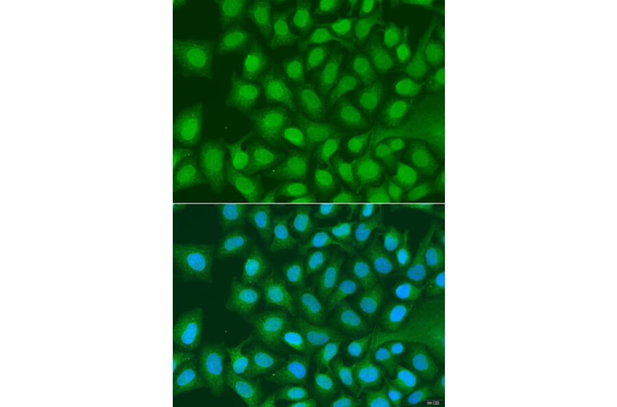 Immunofluorescence - Anti-ATG4C Antibody (A15200) - Antibodies.com