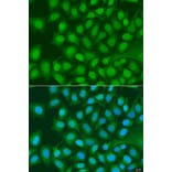Immunofluorescence - Anti-ATG4C Antibody (A15200) - Antibodies.com