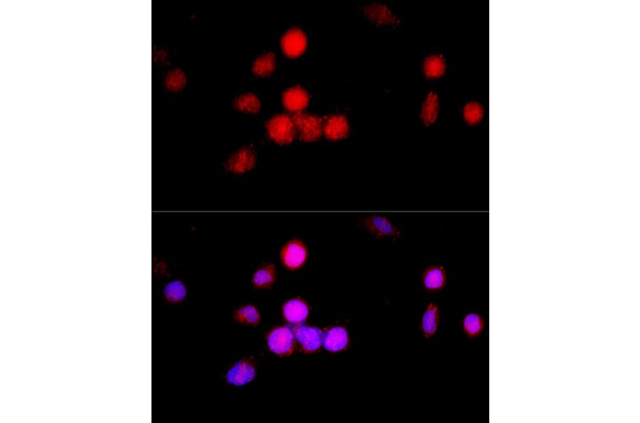 Immunofluorescence - Anti-CCNA2 Antibody (A15036) - Antibodies.com