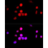 Immunofluorescence - Anti-CCNA2 Antibody (A15036) - Antibodies.com