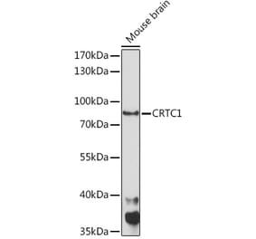 Western Blot - Anti-TORC1 Antibody (A91995) - Antibodies.com