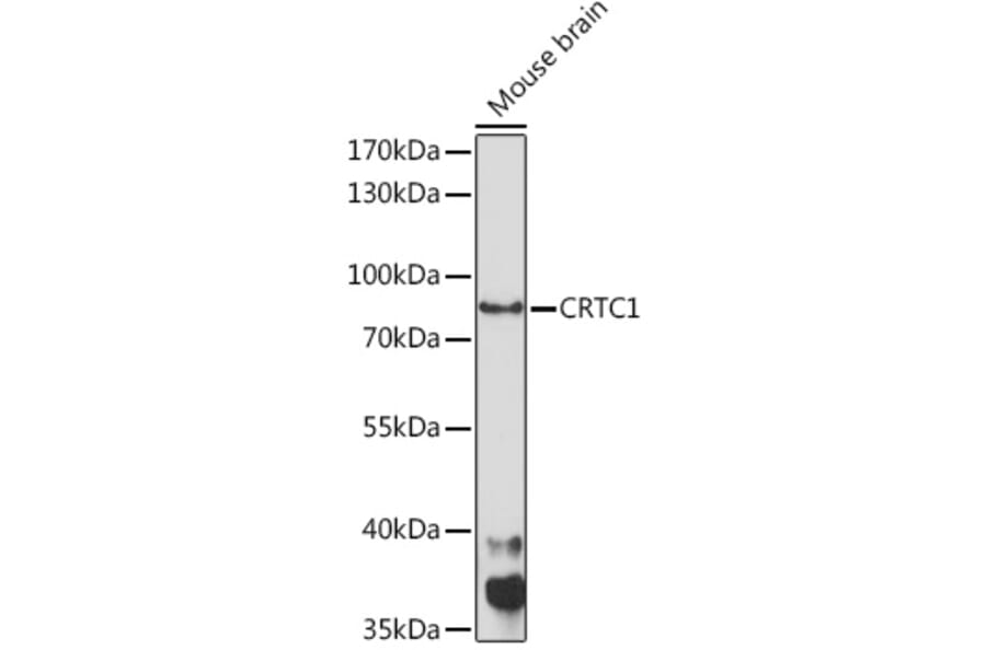 Western Blot - Anti-TORC1 Antibody (A91995) - Antibodies.com