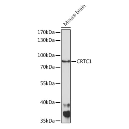 Western Blot - Anti-TORC1 Antibody (A91995) - Antibodies.com