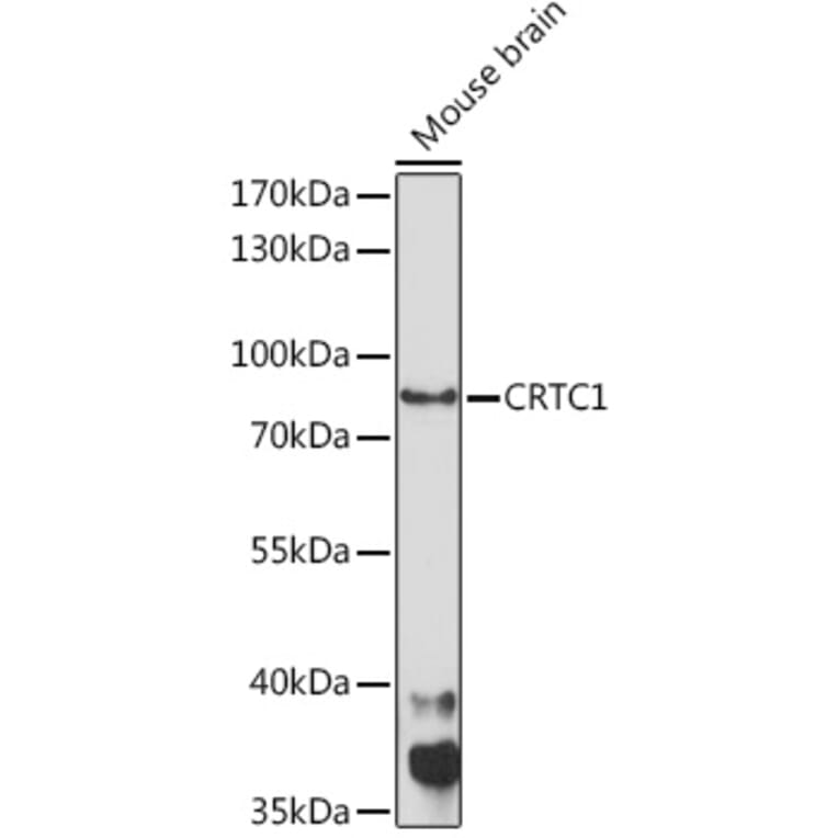 Western Blot - Anti-TORC1 Antibody (A91995) - Antibodies.com