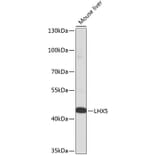 Western Blot - Anti-LHX5 Antibody (A92000) - Antibodies.com