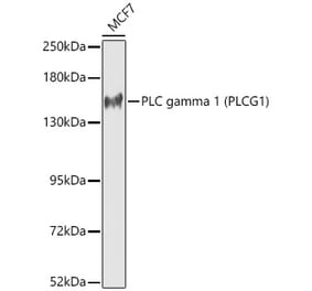 Western Blot - Anti-PLC-gamma-1 Antibody (A92001) - Antibodies.com