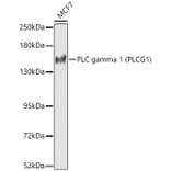 Western Blot - Anti-PLC-gamma-1 Antibody (A92001) - Antibodies.com