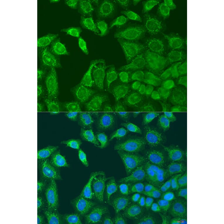 Immunofluorescence - Anti-AANAT Antibody (A15016) - Antibodies.com