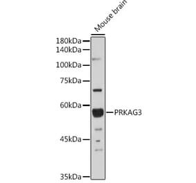Western Blot - Anti-PRKAG3 Antibody (A92010) - Antibodies.com