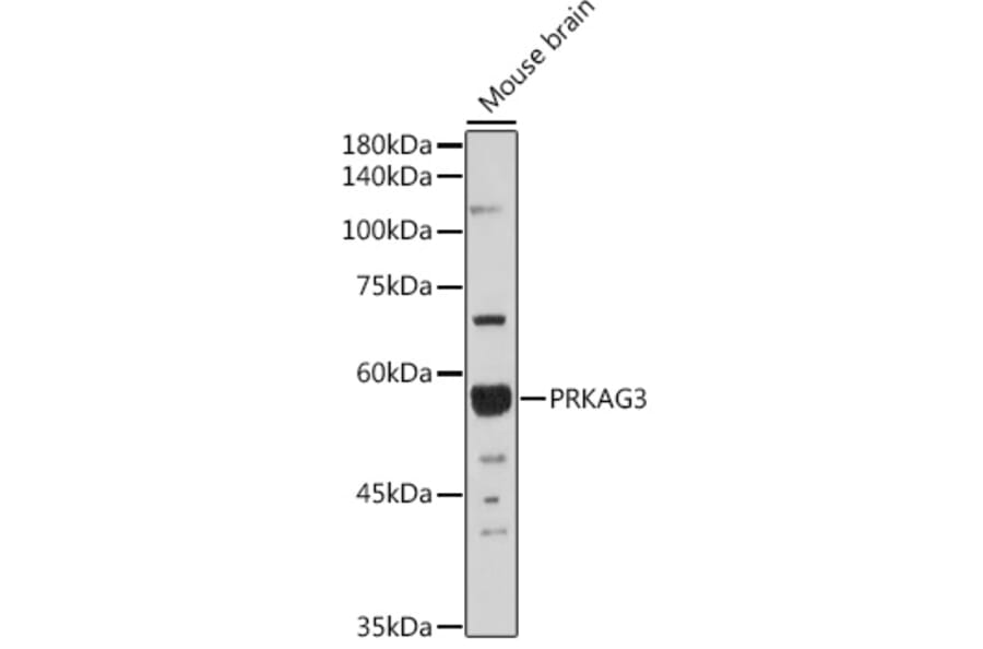 Western Blot - Anti-PRKAG3 Antibody (A92010) - Antibodies.com