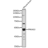 Western Blot - Anti-PRKAG3 Antibody (A92010) - Antibodies.com