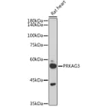 Western Blot - Anti-PRKAG3 Antibody (A92010) - Antibodies.com